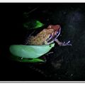 山中的蛙類 - 拉都希氏赤蛙