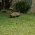 這隻長得像豬的..應該叫做王八（Wombats）