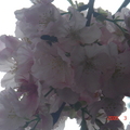 春櫻 - 2