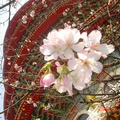 春櫻 - 5