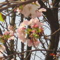 春櫻 - 1