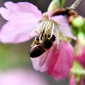 春天裡百花盛開，蜜蜂兒到處忙著採花蜜，瞧！牠們在花叢中輕盈的飛來飛去，早已告知春神的來臨，寶島大地處處欣欣向榮，洋溢著春的氣息。