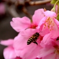 蜂櫻舞春風