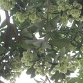黑板樹(花)