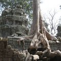 糾纏不清的樹根與神廟