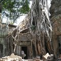 整座廟被樹根包圍住