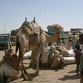 Abeche的駱駝