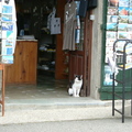 Cap Corse小鎮明信片店裡的貓