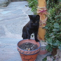 Castelnou的小黑貓，法國