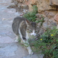 Castelnou的小貓，法國
