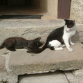 Cordes-sur-Ciel玩耍貓，法國