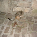 Cordes-sur-Ciel莫名貓（啊～這姿勢有啥好照的？），法國