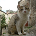 La Couvertoirade秀氣貓，法國