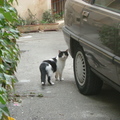 Lourmarin黑白貓，法國