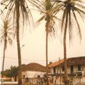 殖民地建築與長滿鳥巢的椰子樹，Cacheu
