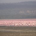 在納庫魯湖上百萬隻的紅鶴聚集飛舞,那狀觀的美景讓我震撼到無法言語.