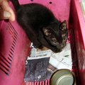 可憐的小黑貓，被遺棄在路邊，又瘦又生病，還好正在康復，已經有一公斤重了，希望小黑貓能有個好家庭收容，好好生活