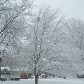 2月26日的銀樹雪景-8