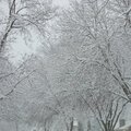 2月26日的銀樹雪景-9