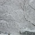 2月26日的銀樹雪景-10