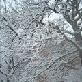 2月26日的銀樹雪景-11