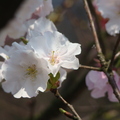 陽明花開 - 1