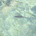 櫻花鉤吻鮭(七家灣溪)