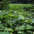 植物園 - 5月