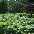 植物園 - 5月