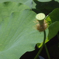 植物園 - 5月