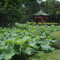 植物園 - 5月