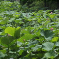 植物園 - 5月