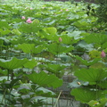 植物園 - 5月