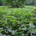 植物園 - 5月