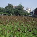 植物園 - 11月