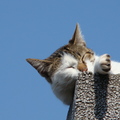 貓在石柱上睡著了