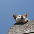 貓在石柱上睡著了