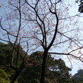 觀音山櫻花