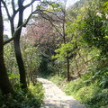 觀音山櫻花步道