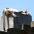硬漢嶺石柱日光浴的貓