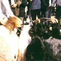 新疆喀什大巴扎~牲口市場