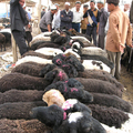 喀什大巴扎(買賣羊兒的交易)