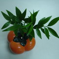 柿子盆栽.1