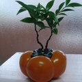 柿子盆栽.2