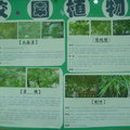 校園植物報告６