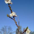 去年種的果樹 今年開花結果