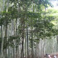 私家景點，繞進高聳的竹林，此處相當幽靜。