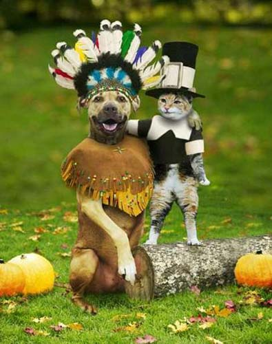 原住民狗狗與小貓