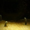 樣子趣怪的園鰻，最多會暴露3份2身體於沙上。