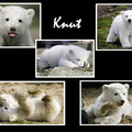 Knut9